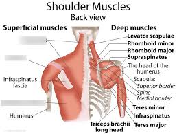 This action at the shoulder can occur when your arm is in different positions (flexion. Back And Shoulder Muscles Diagram Quizlet