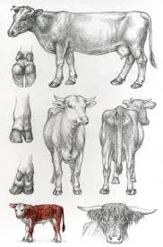 Asp6 Cattle By Dragarta Deviantart Com Cow Sketch Cow Illustration Animal Sketches