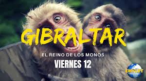 Emycet Gibraltar El Reino De Los Monos Facebook