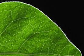 Image result for Afroligusticum