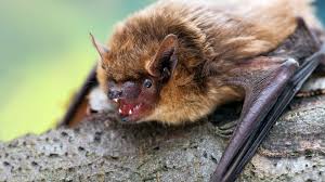 Here s what bat echolocation sounds like slowed down. Serotine Bat Eptesicus Serotinus Woodland Trust