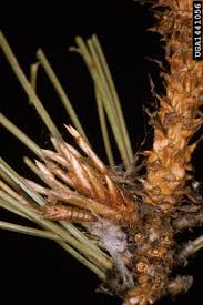 Image result for Gomphocarpus semilunatus