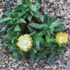 Image result for Nananthus aloides