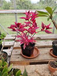 Alternanthera red rooted cutting liner. One Of My Surprise Favorites Brazilian Red Hots Alternanthera It Was Only 2 50 At Hd And Was A Light Pink When I Bought It It Has Since Turned Neon Pink Now That