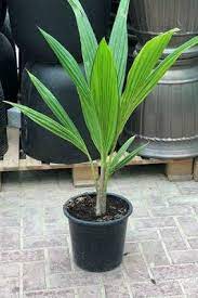 Palm trees that appear in places like california and arizona aren't coconut palms. Coconut Tree Fruiting Outdoor Plants Plantshop Me
