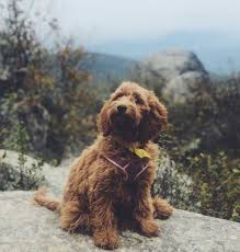 Goldendoodles are designer dogs, a hybrid resulting from breeding two purebred dogs. About The Goldendoodle Breed Maple Hill Doodles Ohio