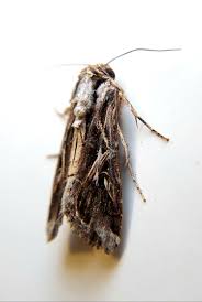 Image result for Dolichos sericeus