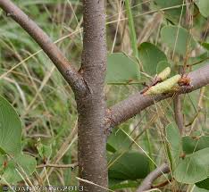 Image result for Colophospermum