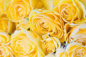 Seeded eucalyptus, amaranthus, peonies best for: Fresh Yellow Roses Close Up Yellow Roses Flowers Floral Background Stock Photo Picture And Royalty Free Image Image 72897644