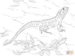 Australian Water Dragon Coloring Page Supercoloring Com Dragon Coloring Page Animal Coloring Pages Water Dragon