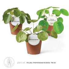 Image result for Pilea johnstonii