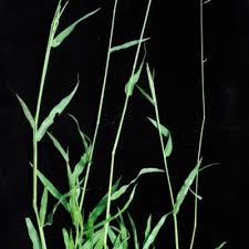 Image result for Urochloa pungipes