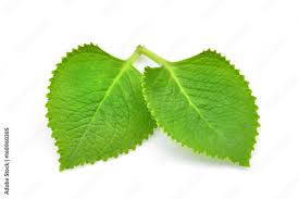 Image result for Coleus amboinicus