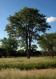 Image result for Colophospermum mopane