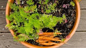 Then pack the carrots in leaves, sawdust, or moist sand in a bucket with a lid. Container Garden Carrots From Seed To Plate Pass The Pistil