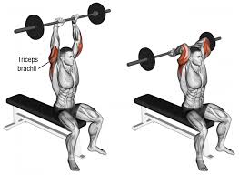 Epingle Sur Anatomie Musculation Bras Biceps Triceps
