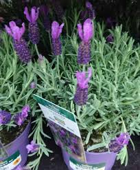 Maybe you would like to learn more about one of these? Does Lavender Come Back Gardener Report