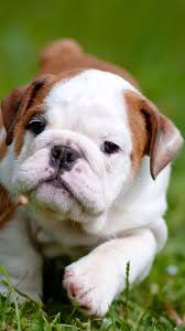 Before you shop english bulldog puppies for sale, make sure that their temperament is in line with what you are looking for. Bulldog Puppies Wallpapers Top Free Bulldog Puppies Backgrounds Wallpaperaccess
