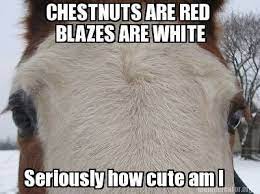 Horse Showing Meme Google Search Horse Love Horses Funny Horses