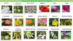 Winter season flowers name list in india. Beautiful Flower Names And Images For Kids In English Beautiful Flower Names Flower Names Beautiful Flowers