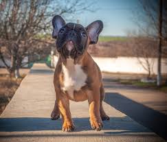 Des weiteren können auch parasiten, bakterien und viren und dadurch ausgelöste entzündungen zu einem schleimigen durchfall des hundes führen. Franzosischen Bulldogge Bulldogge Charakter Preis Hunderassen Fera24 De