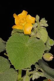 Image result for Abutilon hirtum