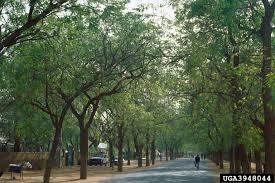 Image result for Azadirachta indica