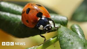 BBC - News update