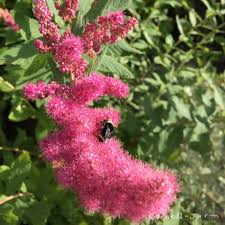 Image result for Spiraea douglasii