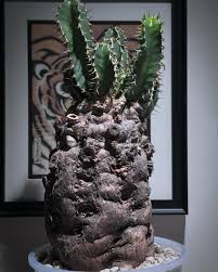 Image result for Euphorbia mlanjeana