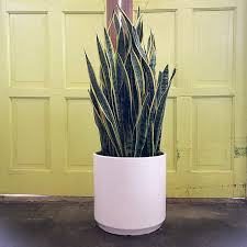 Image result for Uvaria laurentii