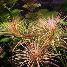 Image result for Pogostemon aquaticus