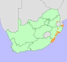 Image result for Cassinopsis tinifolia