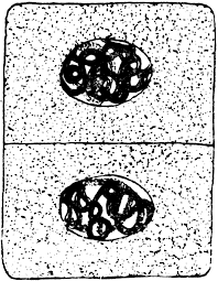 Maybe you would like to learn more about one of these? Plant Cell Division 9 Clipart Etc