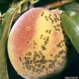 Image result for is it ok to eat peaches with black spots