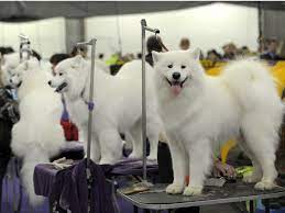 White glass kitchen sinks ukc dog show. Controversies From The Westminster Dog Show Through The Years