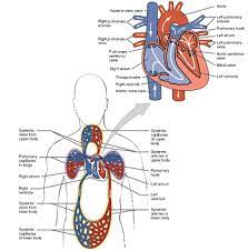 Do Earthworms Have A Closed Or Open Circulatory System Study Com
