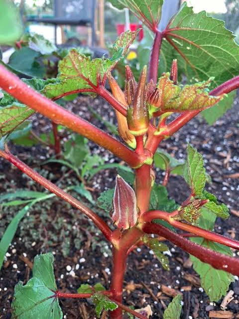 Growing Jing orange okra for the first time