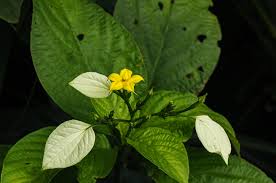 Image result for Pseudomussaenda stenocarpa