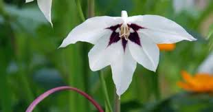 Begonia x tuberhybrida 'giant picotee mixed' from t&m. 20 Blooming Summer Bulbs You Should Plant In Your Garden