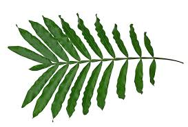 Image result for Filicium decipiens