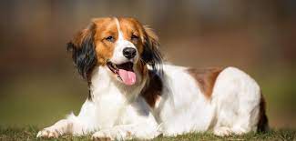 Van huis uit is het kooikerhondje een werkhond: Kooikerhondje Steckbrief Charakter Pflege Haltung