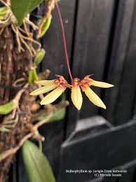 Image result for Bulbophyllum sp. nov