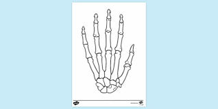 You can then hand over the human here's a simple skeleton coloring page of a human skull. Hand Bones Colouring Colouring Sheets Teacher Made
