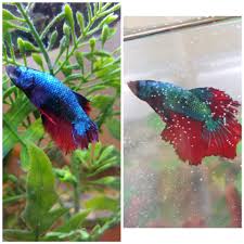 Before And After Of Fin Rot Recovery Any Tips To Get Him 100 Bettafish