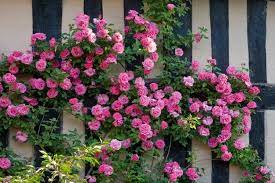 Rose Zephirine Drouhin Zephirine Drouhin Rosa Zephirine Drouhin Climbing Rose Zephirine Drouhin Climbing Roses Rose Companion Plants Fence Plants