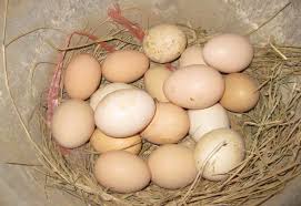 In fact, getting fertilized eggs from a breeder is a fairly easy way to have more control over your the pros and cons of buying fertilized eggs. 15 Facts About Fertilized Chicken Eggs