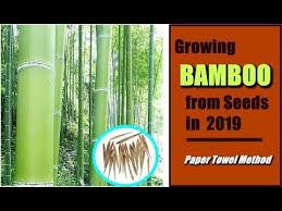 Bamboo pests can wreak havoc on your garden. How To Grow Bamboo From Seeds Easy Paper Towel Method Seed Germination Youtube Bamboo Seeds Growing Bamboo Seed Germination