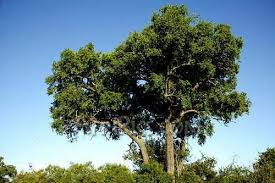 Image result for Spirostachys