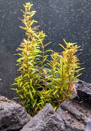 Image result for Rotala tenella